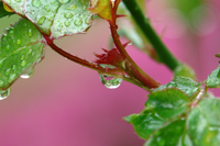 Tears from Heaven